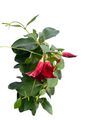 Red Brazil Jasmine Plant - Mandevilla/Dipladenia - 5" Pot/Trellis