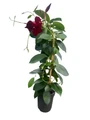 Red Brazil Jasmine Plant - Mandevilla/Dipladenia - 5" Pot/Trellis