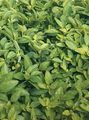 Aureum Gold Oregano Herb - Origanum Vulgare - Live Plant - 3" Pot