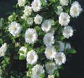 Clematis Duchess of Edinburgh - Double/White - 2.5" Pot - Potted