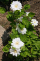Clematis Duchess of Edinburgh - Double/White - 2.5" Pot - Potted