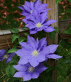 H.F. Young Clematis Vine - 2.5" Pot - Huge Wedgewood Blue Flowers