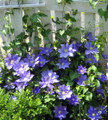 H.F. Young Clematis Vine - 2.5" Pot - Huge Wedgewood Blue Flowers