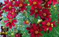 Red Satin Coreopsis Tickseed Perennial - Quart Pot - Live Plant