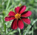 Red Satin Coreopsis Tickseed Perennial - Quart Pot - Live Plant