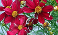Red Satin Coreopsis Tickseed Perennial - Quart Pot - Live Plant
