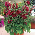 Queeny Purple Hollyhock - Alcea - Perennial - Very Dwarf - Quart Pot