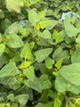 Mango Tango Hummingbird Mint - Agastache - Anise Hyssop - Quart Pot - Hardy
