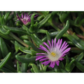 Violet Wonder Ice Plant - Perennial - Delosperma - Quart Pot - Live Plant