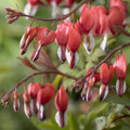 Valentine Bleeding Heart - Dicentra spectabilis - Gallon Pot - Perennial