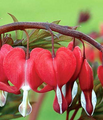 Valentine Bleeding Heart - Dicentra spectabilis - Gallon Pot - Perennial