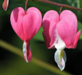 Dicentra spectabilis - Old Fashioned Bleeding Hearts - Gallon Pot