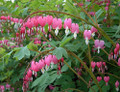 Dicentra spectabilis - Old Fashioned Bleeding Hearts - Gallon Pot