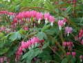 Dicentra spectabilis - Old Fashioned Bleeding Hearts - Gallon Pot