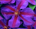 Mrs. N. Thompson Clematis Vine - 2.5" Pot- Purple & Scarlet Blooms