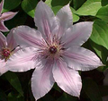Nelly Moser Clematis Vine - Pink Blooms - Perennial - 2.5" Pot