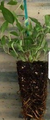 Nelly Moser Clematis Vine - Pink Blooms - Perennial - 2.5" Pot