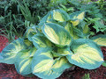 Dream Weaver Hosta - NEW - Quart Pot -  Live Plant