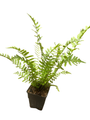 Hardy Tokyo Wood Fern - Quart Pot - Dryopteris tokyoensis