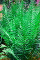 Hardy Tokyo Wood Fern - Quart Pot - Dryopteris tokyoensis
