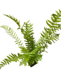Hardy Tokyo Wood Fern - Quart Pot - Dryopteris tokyoensis