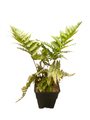 Brilliance Autumn Fern - Quart Pot - Dryopteris erythrosora