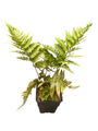 Brilliance Autumn Fern - Quart Pot - Dryopteris erythrosora