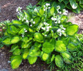 Rainforest Sunrise Hosta Perennial - Quart Pot - Shade Lover