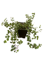 Waterperry Blue Veronica - Creeping Speedwell - Quart Pot - Live Plant