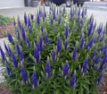 Royal Candles Veronica- Perennial - Spicata - Quart Pot - Dwarf