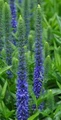 Royal Candles Veronica- Perennial - Spicata - Quart Pot - Dwarf