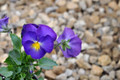 Halo Violet Hardy Violet Perennial  - Viola - Quart Pot - Live Plant