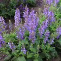 Sky Blue Marvel Salvia - Nemorosa - Meadow Sage - Quart Pot