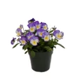 Halo Sky Blue Hardy Violet - Perennial  - Viola - Quart Pot - Live Plant