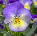 Halo Sky Blue Hardy Violet - Perennial  - Viola - Quart Pot - Live Plant