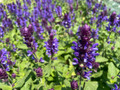 Blue Marvel Salvia - Meadow Sage - Quart Pot - Live Plant