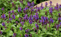 Blue Marvel Salvia - Meadow Sage - Quart Pot - Live Plant