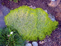 Scottish Moss - Sagina subulata Aurea - Quart Pot -  Very Hardy