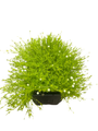 Scottish Moss - Sagina subulata Aurea - Quart Pot -  Very Hardy