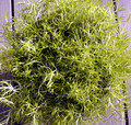 Scottish Moss - Sagina subulata Aurea - Quart Pot -  Very Hardy