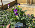 Johnny Jump Up Violet - Perennial - Viola tricolor - Quart Pot - Live Plant