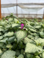 Purple Dragon Lamium - Creeping Lamium- Very Hardy/Shade - Quart Pot - Live Plant