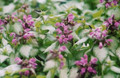 Purple Dragon Lamium - Creeping Lamium- Very Hardy/Shade - Quart Pot - Live Plant