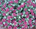Purple Dragon Lamium - Creeping Lamium- Very Hardy/Shade - Quart Pot - Live Plant