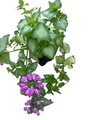 Purple Dragon Lamium - Creeping Lamium- Very Hardy/Shade - Quart Pot - Live Plant