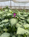 Purple Dragon Lamium - Creeping Lamium- Very Hardy/Shade - Quart Pot - Live Plant