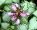 Orchid Frost Lamium - Creeping Lamium - Very Hardy/Shade - Quart Pot - Live Plant