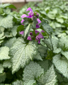 Orchid Frost Lamium - Creeping Lamium - Very Hardy/Shade - Quart Pot - Live Plant