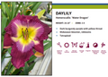 'Water Dragon' Daylily Perennial - Hemerocallis - Quart Pot