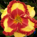 Band of Fire Daylily Perennial - Hemerocallis - Quart Pot
